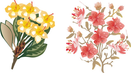 pink and yellow flowers isolated on white