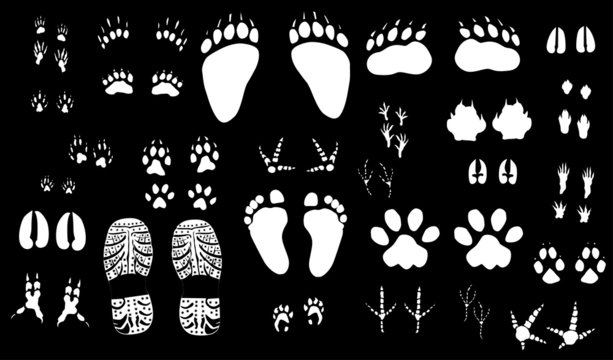 large set of white tracks