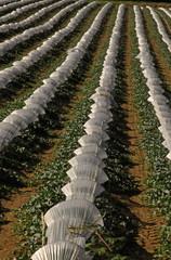 Rows of Melons Under Plastic Cloches in SW France