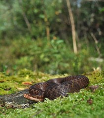Kreuzotter, Vipera berus berus