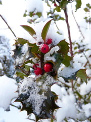 holly berries and snow