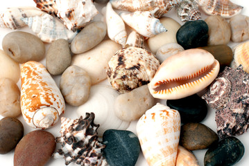 Sea cockleshells and round pebbles