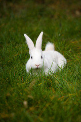 white rabbit on grass outdoor