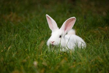 white rabbit on grass outdoor