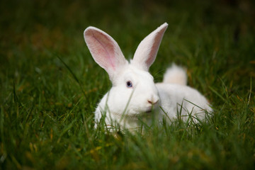 white rabbit on grass outdoor