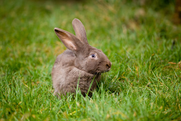 Naklejka na ściany i meble bunny on green grass