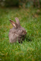 bunny on green grass