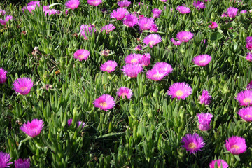 Brilliant magenta-pink flowers (Hottentot Fig) - Crete