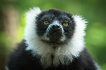 Naklejka premium Black and White Ruffed Lemur