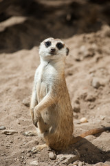 Fototapeta premium cute meerkat