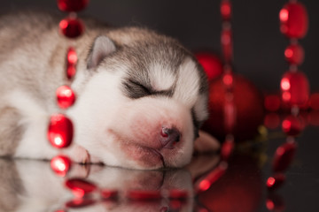 Fototapeta premium puppy