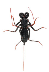 vinegaroon scorpion