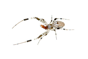 spider isolated