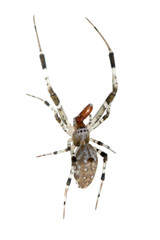 spider isolated