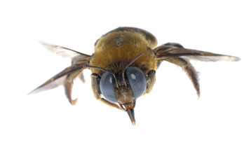 insect humble bee