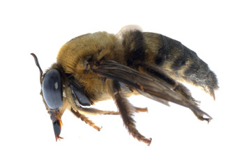 insect humble bee