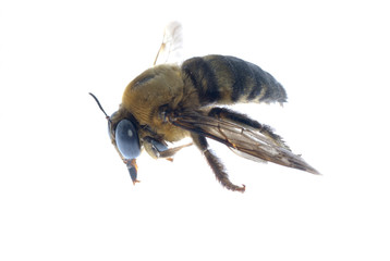 insect humble bee