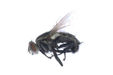 dead fly insect