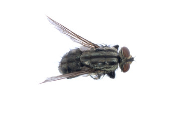 dead fly insect