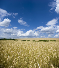 field of wheat