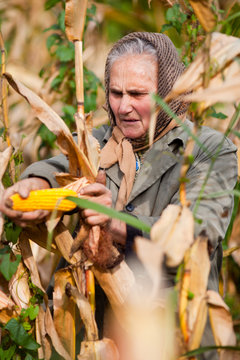 Portrait of a senior woman harvesting corn