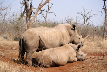 rinoceronte, madre y cría