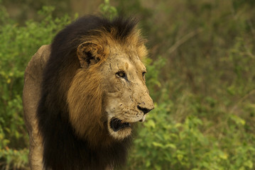 Big male lion looking at something in the african veld