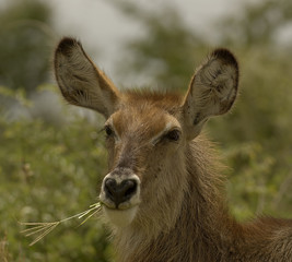 Waterbuck chewing on grass