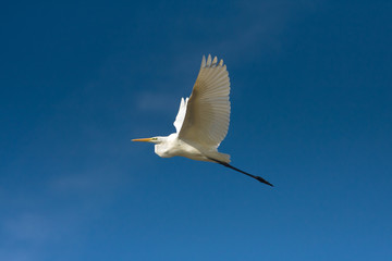 Great Egret in flight against the blue sky / Ardea alba