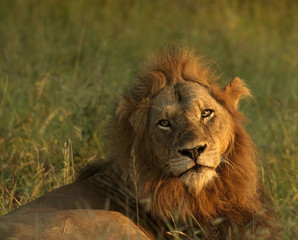 Lion Resting