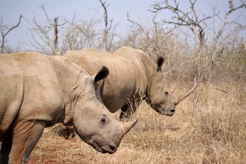 dos rinocerontes de perfil