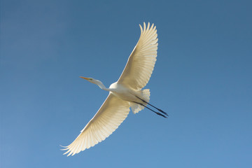 Great Egret in flight against the blue sky / Ardea alba