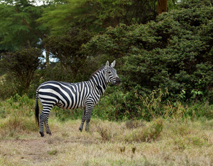Burchell's Zebra