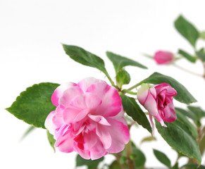Blossom flower (Balsaminaceae). Shallow DOF.