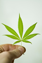 Hanf Leaf Cannabis