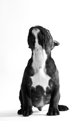 Französische Bulldogge, Welpe, Studioaufnahme