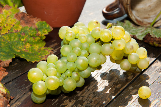 Fresh grape on the table