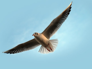 Gull