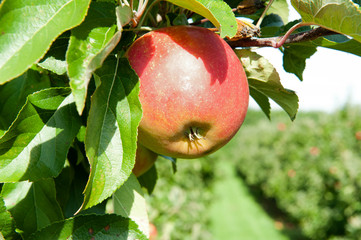 Red fresh apple on the branch. Shallow DOF