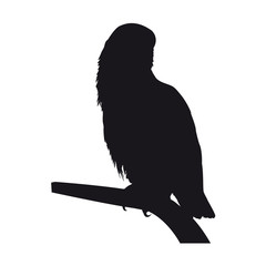 Silhouette oiseau