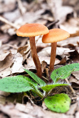 Mushrooms