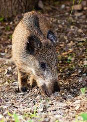 Young wild boar