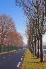 Country Road with Trees