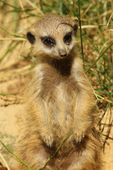 Obraz premium Meerkat