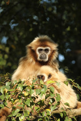 Gibbon with baby in a tree