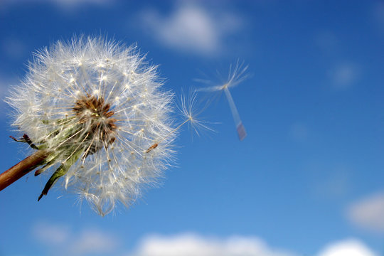 Fototapeta dandelion head