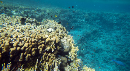 Fototapeta na wymiar Coral coast