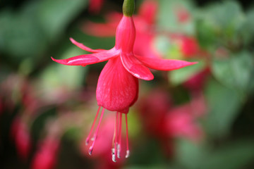 fuchsia flower