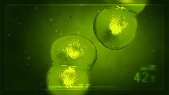 Duplicating human cells
