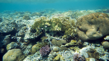 Naklejka na ściany i meble coral coast